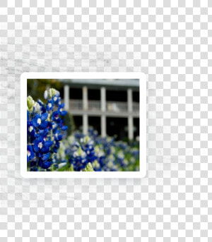 Blue Bonnet  HD Png Download