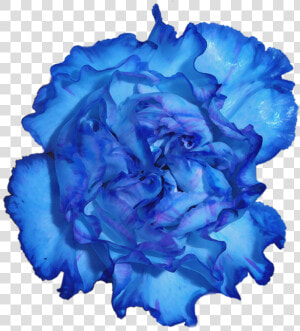 Transparent Carnation Png   Carnation Flower Blue Png  Png Download