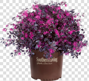 Purple Diamond Loropetalum In Branded Pot   Loropetalum Purple  HD Png Download