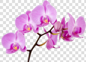 Moth Flower Orchid Boat Orchids Free Transparent Image  HD Png Download