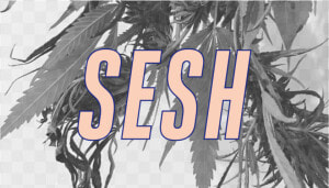 Transparent Sesh Logo Png   Tree  Png Download