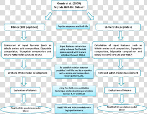 Flow Chart Showing Amino Acids Forming Proteins Polypeptides  HD Png Download