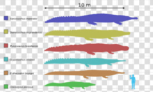 Saltwater Crocodile Size Chart  HD Png Download