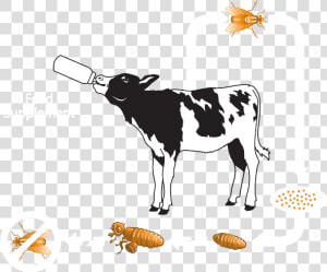 Clipart Cow Digestive System   Calf  HD Png Download