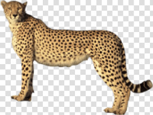 Transparent Cheetahs Clipart   Cheetah Transparent Background  HD Png Download