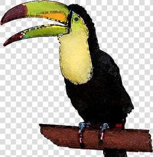 Transparent Toucan Clipart   Clipart Toucan Transparent Background  HD Png Download