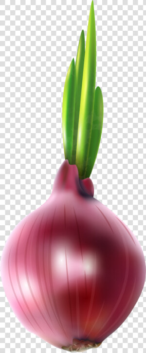 Clipart Vegetables Onion   Red Onion Clipart  HD Png Download