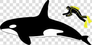 Diagram Showing A Killer Whale And Scuba Diver From   Orca Vs White Shark Size  HD Png Download