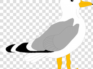 Herring Gull Clip Art  HD Png Download