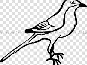 Mockingbird Drawing Easy  HD Png Download