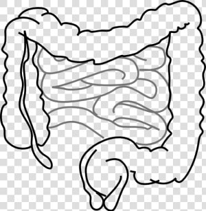 Small And Large Intestine Clipart  HD Png Download