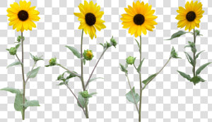 Sunflower Png Images Free Download   Sunflower Clipart Png With High Resolution  Transparent Png