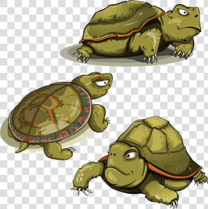 Turtle  Tortoise  Shell  Animals  Funny  Green   Turtle Vector  HD Png Download