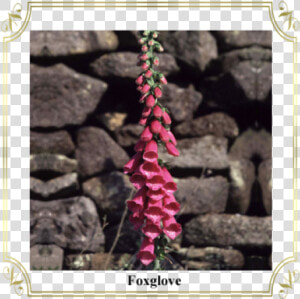 Foxglove   Picture Frame  HD Png Download