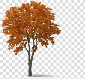 Fall Tree Png Transparent   Transparent Fall Tree Png  Png Download