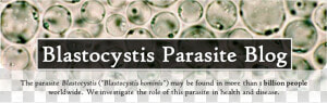 Blastocystis Parasite Blog   Blastocystis Hominis Blastocystis St7  HD Png Download