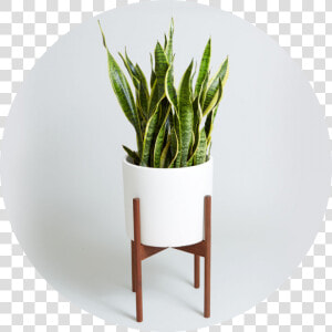 Sansevieria Big Plants  Best Indoor Plants  Cool Plants    Fiddle Leaf Fig And Snake Plant  HD Png Download