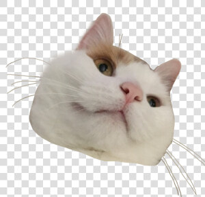  cat  kitty  aesthetic  png  cute  freetoedit   Png Aesthetic Cat Stickers  Transparent Png