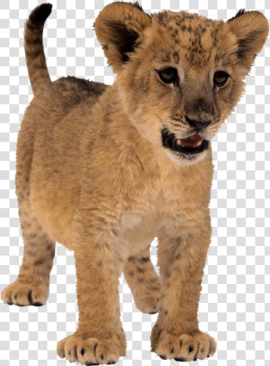 Download Small Lion Png Image Png Image Pngimg   Small Lion Png  Transparent Png