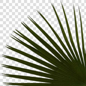 Right Palms Bottom Reduex   Saw Palmetto  HD Png Download