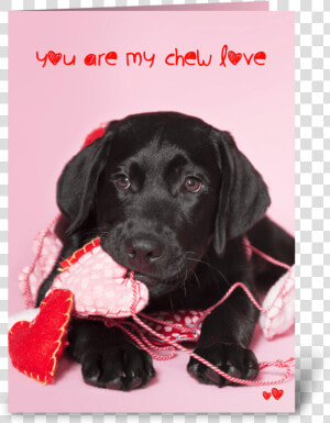 Chew Love Black Labrador Retriever Greeting Card   Black Lab Valentines  HD Png Download