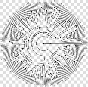 Phylogenetic Tree Of Life Png File  Transparent Png