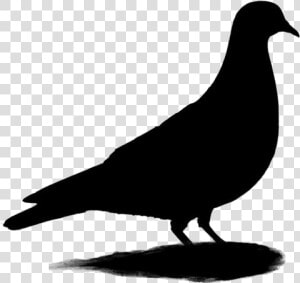 Transparent Rock Pigeon Clipart  Rock Pigeon Png Image   Pigeons And Doves  Png Download