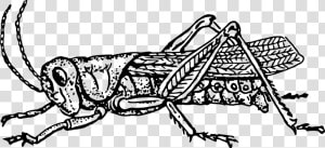 Art monochrome Photography carnivoran   Grasshopper In Black And White  HD Png Download