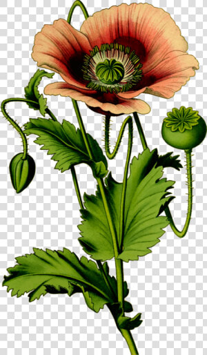 Plant flower petal   Opium Poppy Flower Clipart  HD Png Download