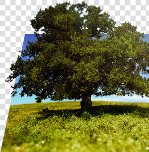 Tree And Nature   High Quality Pictures Trees  HD Png Download