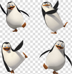 Madagascar Penguins Png   Madagascar Penguin Png  Transparent Png