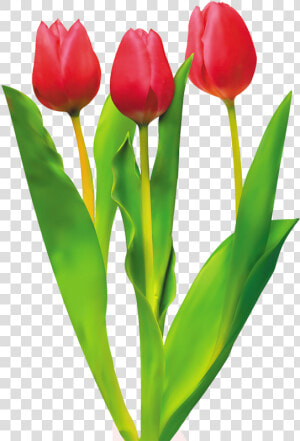 Tulip Cut Flowers Red   Caracteristicas Del Tulipan  HD Png Download