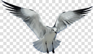 Download Gull Bird Png Transparent Images Transparent   Transparent Background Flying Bird Png  Png Download