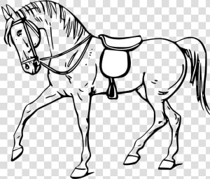 Horse Clipart Black And White   Outline Pictures Of Horse  HD Png Download