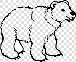 Polar Bear American Black Bear Brown Bear Drawing   Bear Clipart Black And White Outline  HD Png Download