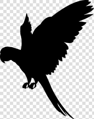 Transparent Flying Parrot Png   Parrot Silhouette Png  Png Download