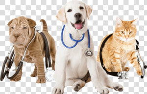 Veterinarian Png  Transparent Png