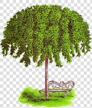 Tree Antiqueimages Blogspot  HD Png Download