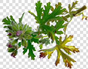 Geranium Essential oil Eo   Leaf Vegetable  HD Png Download