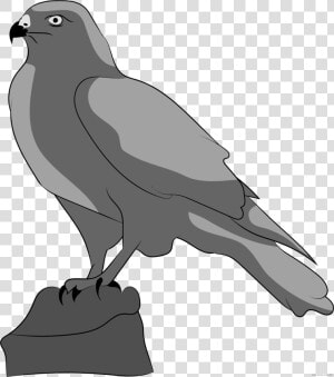 Transparent Falcon Png   Clipart Falcon  Png Download