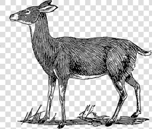 Female  Deer  Grass  Side  View  Standing  Mammal    Deer Drawing Easy Side View  HD Png Download