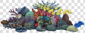 Coral Reef Clip Art   Coral Reef Clipart  HD Png Download