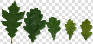 Quercus Leaves  HD Png Download