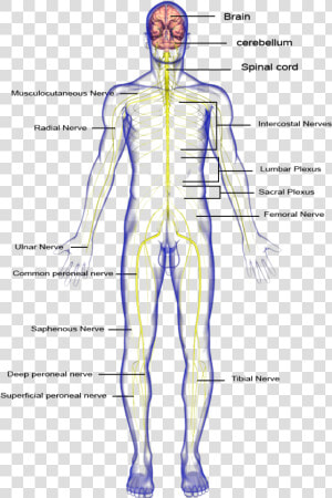 Nervous System Body Parts   Png Download   Nervous System Hd Part  Transparent Png