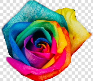 Transparent Rainbow Rose Png   Rainbow Roses  Png Download