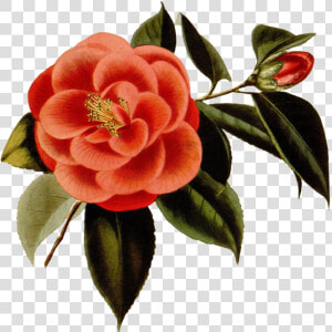 Scrapbooking Red Flower   Japanese Camellia  HD Png Download