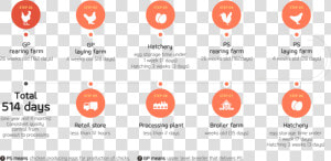 Chicken Production Process Of Vertical Integration   Poultry Production Process  HD Png Download