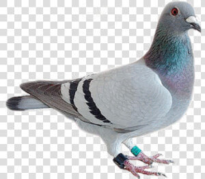 Pigeon Png Free Download   Lion With The Head Of A Pigeon  Transparent Png