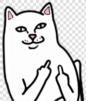 Cat White Fuck You Off Fuckyou Fuckoff Middle Finger   Middle Finger Cat Png  Transparent Png