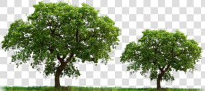 Yang Wood   Imagen De Arboles En Png  Transparent Png